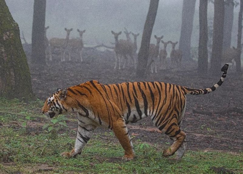 সোনালী বিকেল w/ Shonali Bikel 