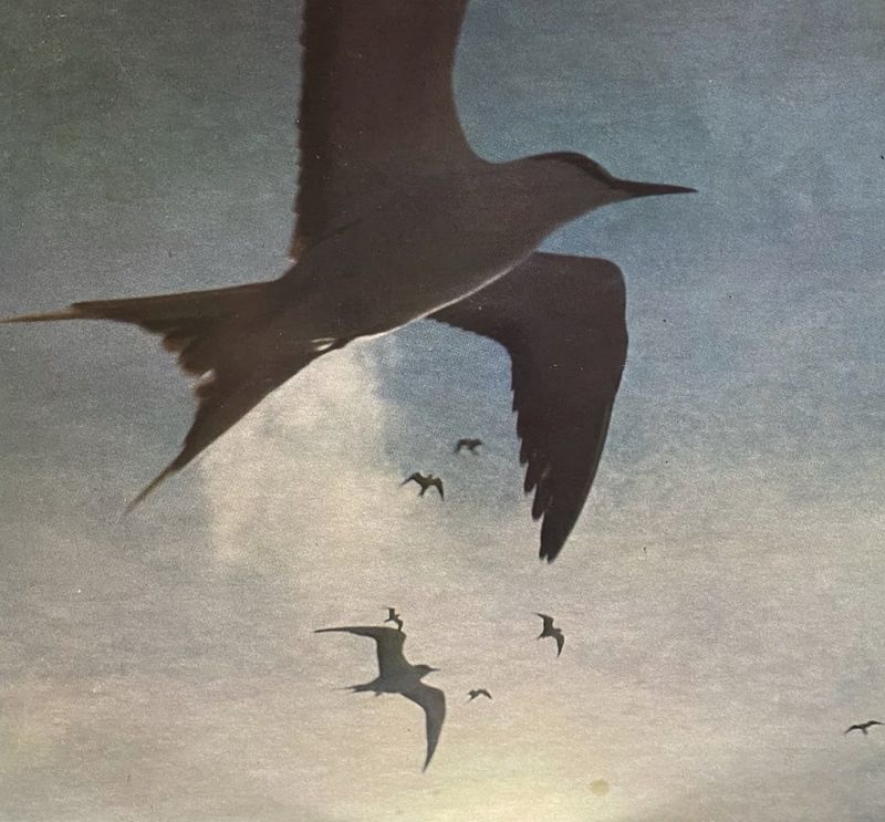 Aloha Got Soul Presents: Home Grown