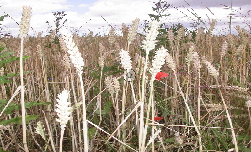 touch grass (lina12345)