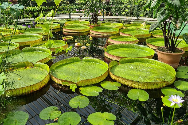 Fractal Meat On A Spongy Bone