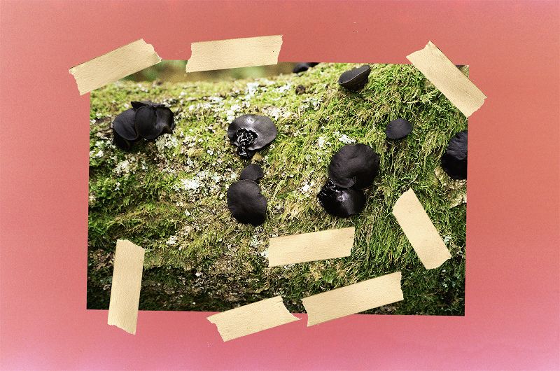 Sendspaace w/ Earthly