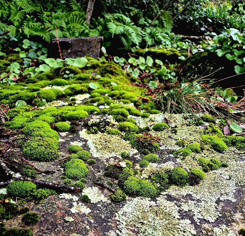 Gathering Moss W/ Zarate