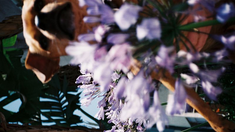 Como La Flor w/ Jazmin - PURO SENTIMENTAL