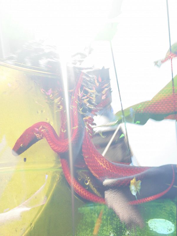 Freewater w/ SNAKE OF FREEDOM