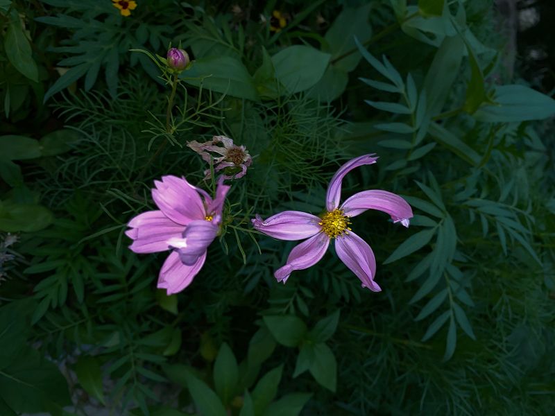 Live from Shanghai: Aymen 