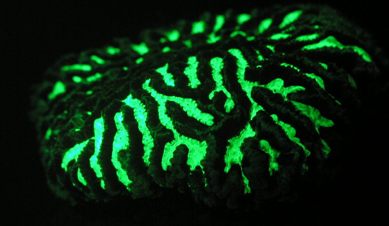 Circle Packing w/ Occo