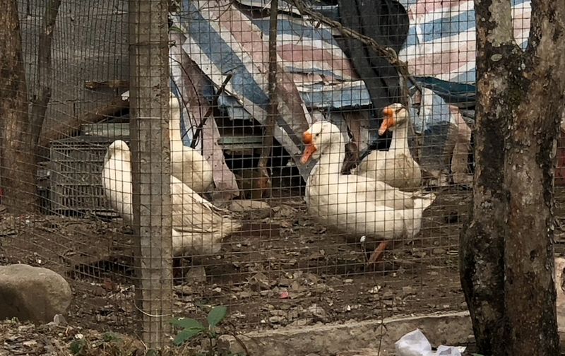 Live From Shanghai - Golgol