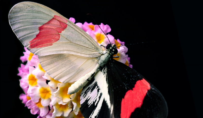 Circle Packing w/ Occo