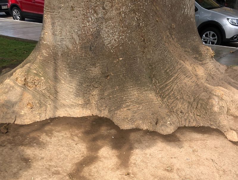 Pacing The Platform w/ upsammy