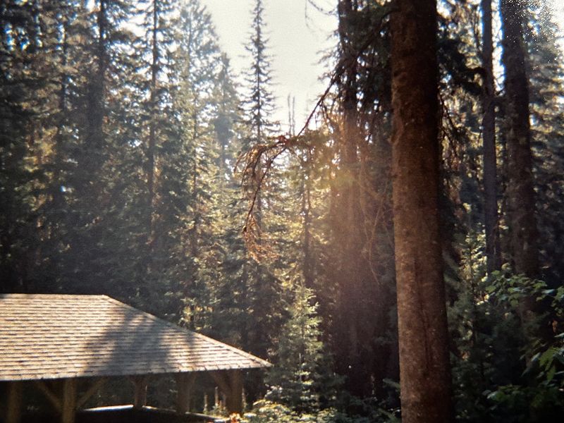 mind flowers w/ katie