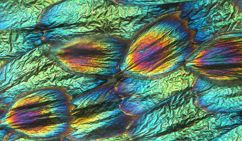 Circle Packing w/ Occo