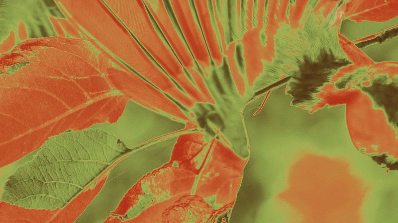 ONDAS W/ MAS aka SENJU-FRESH!