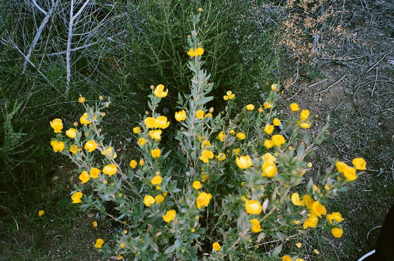 SOS Radio 008 w/ Sofie