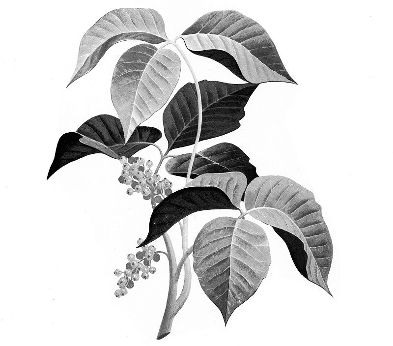 Machines of Loving Grace w/ Midwife