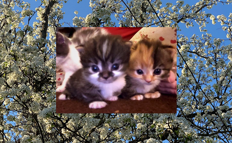 Anna Lily - Past Life Lovers