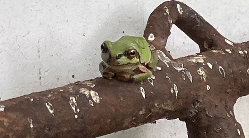 Jim O'Rourke Steamroom