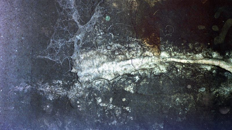 Sendspaace w/ Natural Causes