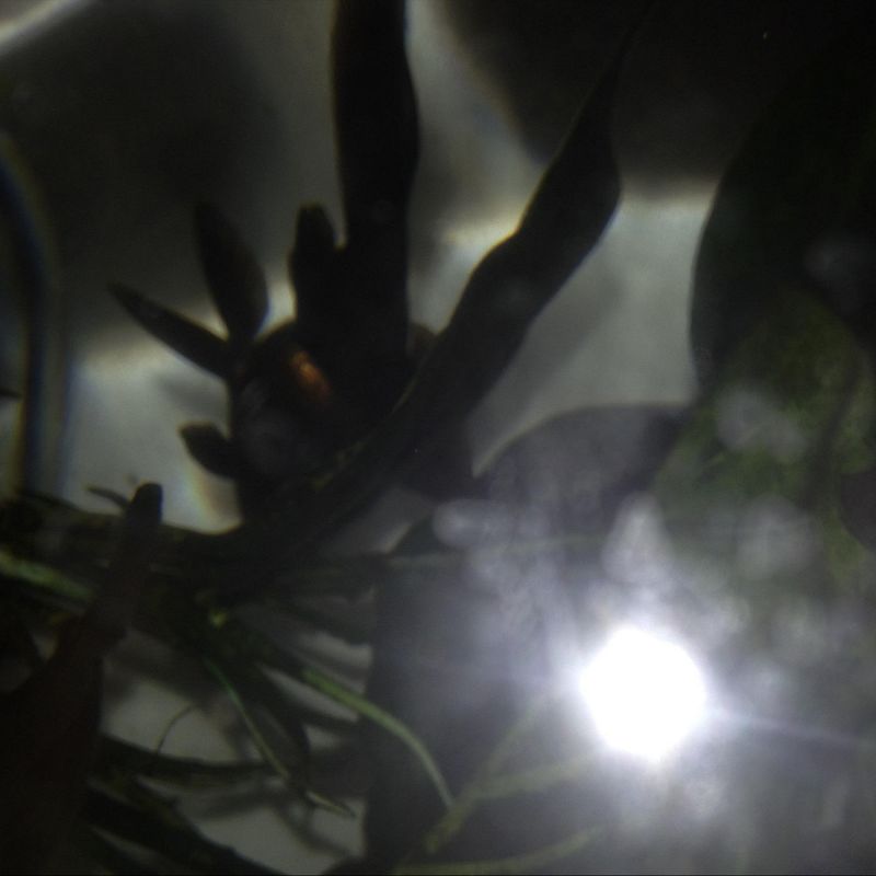 Zuli, Heith & Red Army Fracture