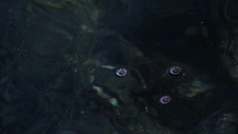 Pianpianino w/ DJ Fine