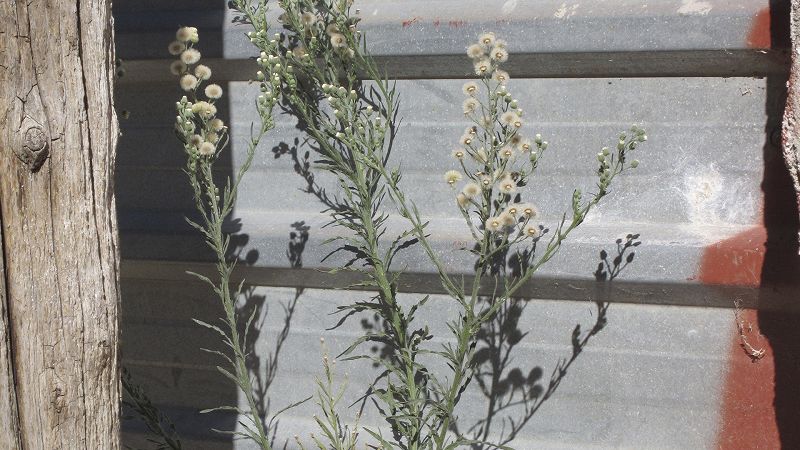 PAPA, JO VULL SER W/ LUCAS DE LA RUBIA