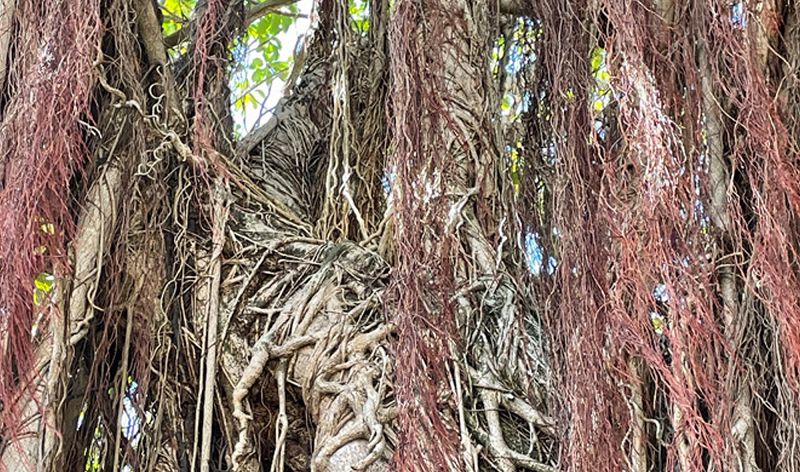 Geologist Presents: The O'Brien System