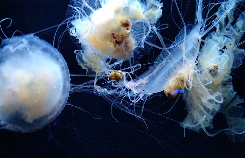 Sacred Pools w/ Faso