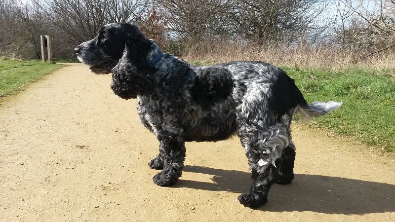 Phil's Jazz Dis-Junction