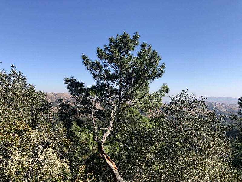 Wild Peace w/ Andrew Marcogliese