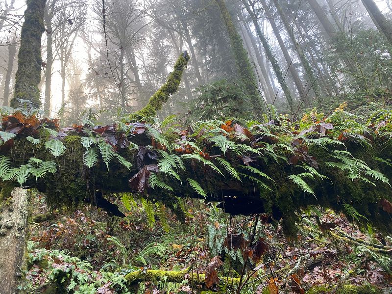 Ecstatic Revolt w/ Edith Iris