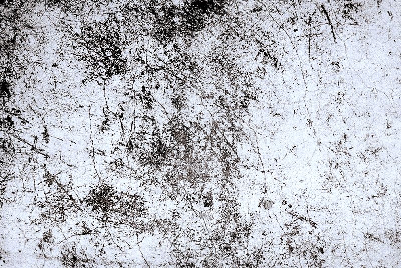 Black Forest w/ Afrodeutsche