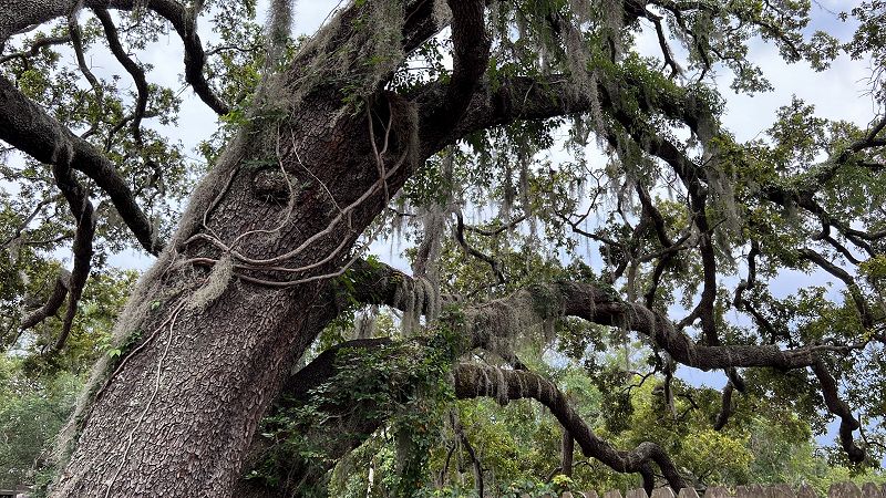 Image Search w/ Eola