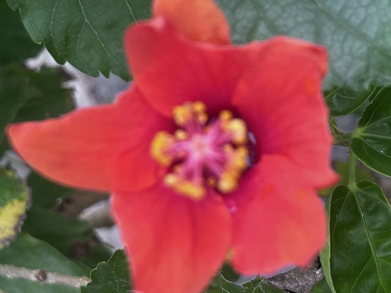 SOPHIA ZHURAVKOVA w/ Jefre Cantu-Ledesma