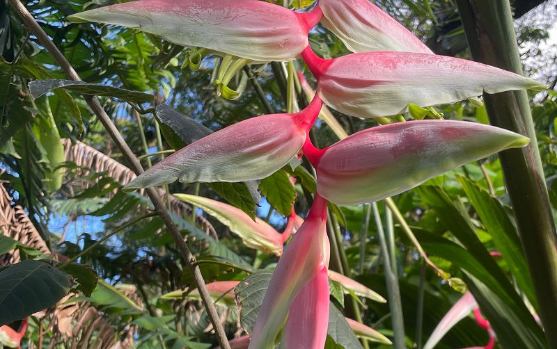 The Head Zone w/ Ripley Johnson