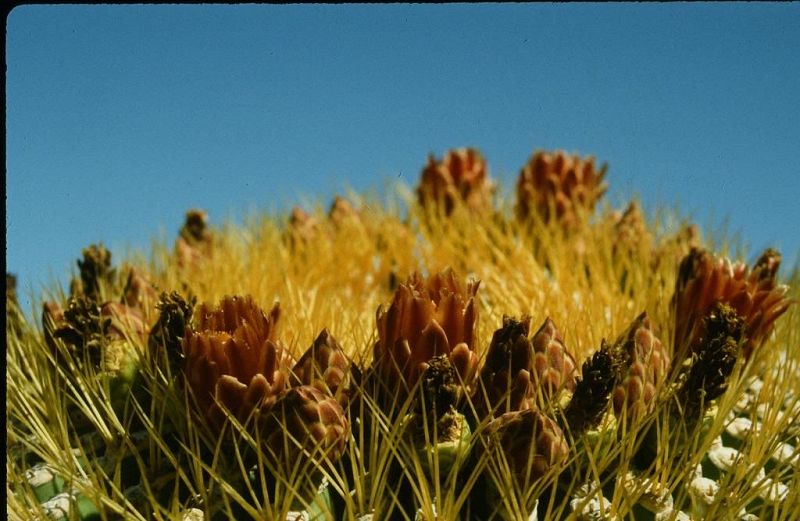 Zel Zele - Dub & Reggae Special 