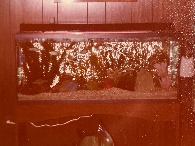 Deep Roots W/ Just Darien