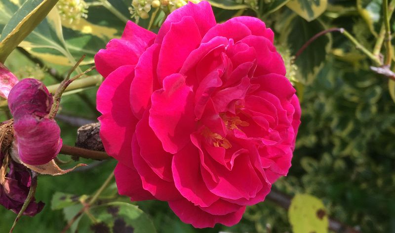 The Head Zone w/ Ripley Johnson